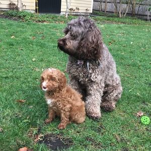 Meet your Posher, Kevyn